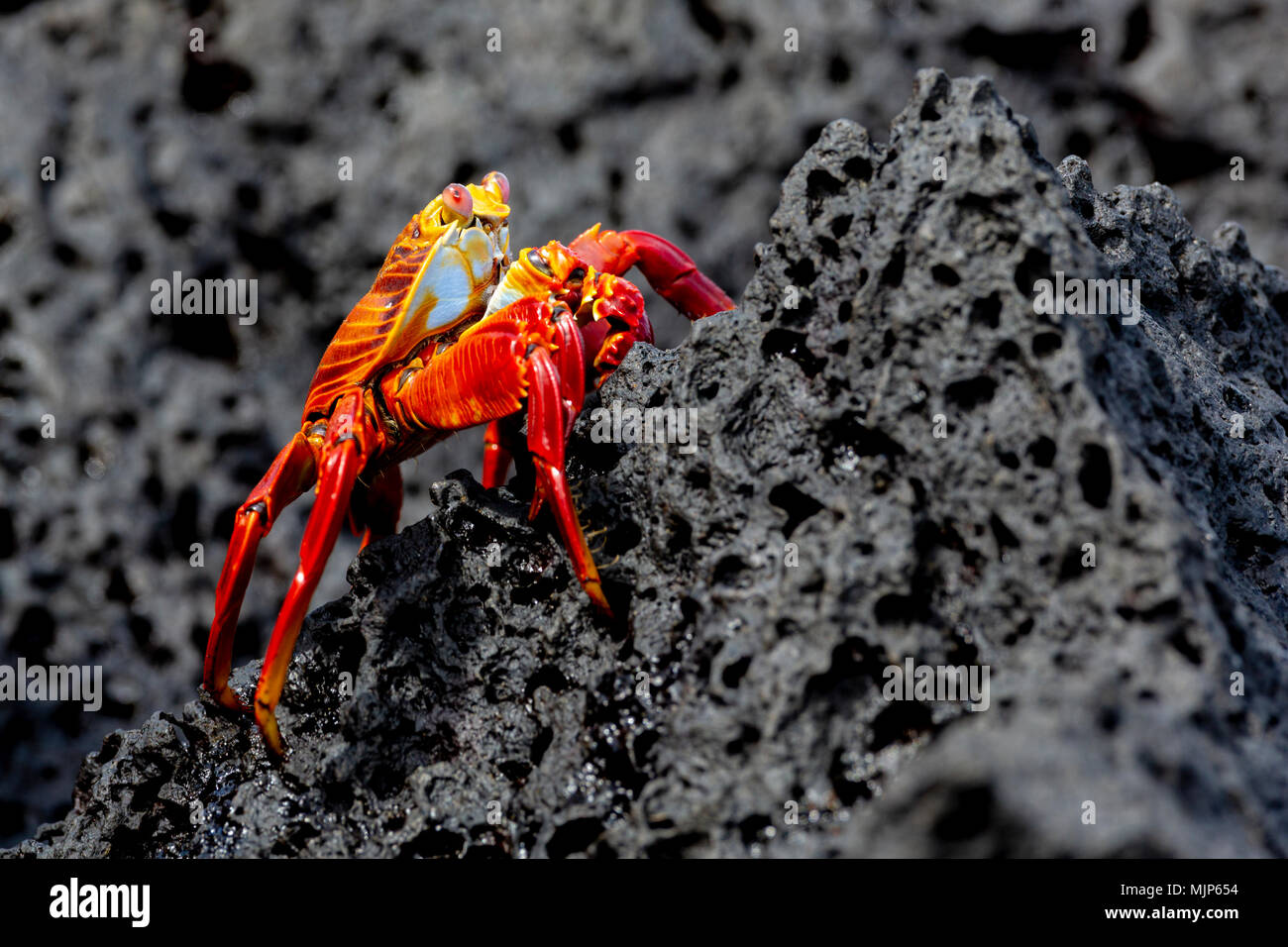 Crab galapagos islands close up hi-res stock photography and images - Alamy