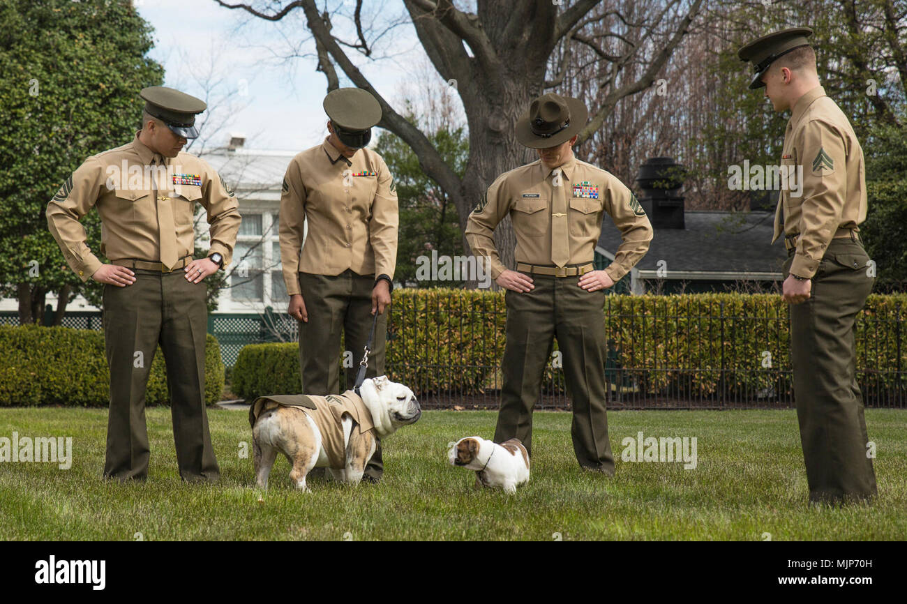 Chesty XIV meets Chesty XV for the first time at Marine Barracks Washington, March 19, 2018. Chesty the XV is beginning his training to become the new Marine Corps Mascot and will be taking over the position by 2019. (Marine Corps Armed Forces and civilians displaying courage bravery dedication commitment and sacrifice Stock Photo