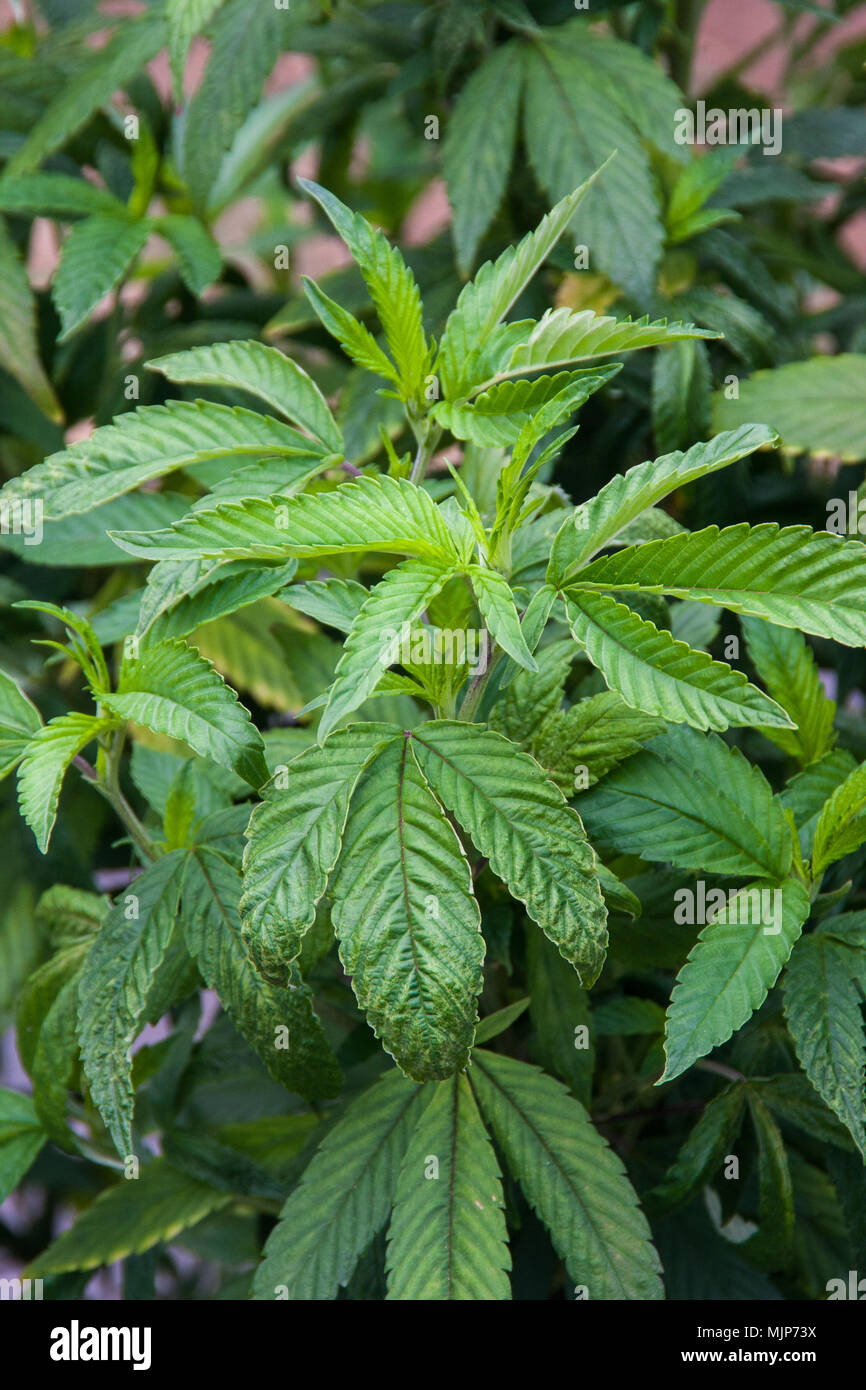 Cannabis Marijuana young female plants before setting buds,  growing outdoors Stock Photo