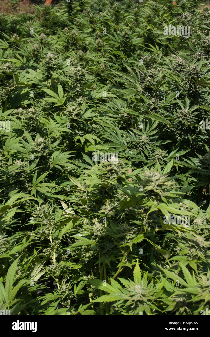 Cannabis Marijuana plants growing outdoors Stock Photo
