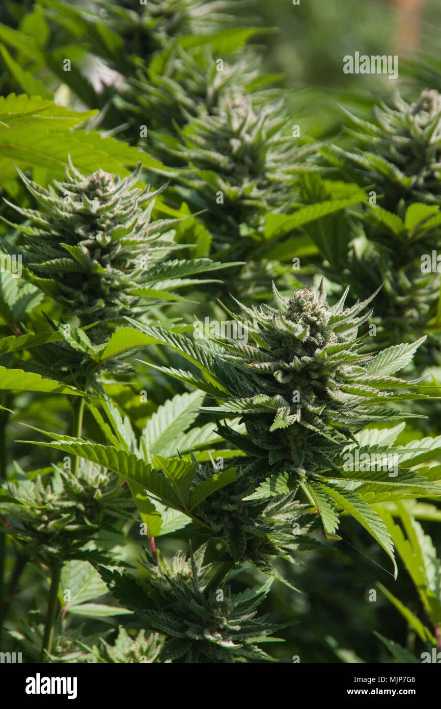 Cannabis Marijuana plants growing outdoors Stock Photo