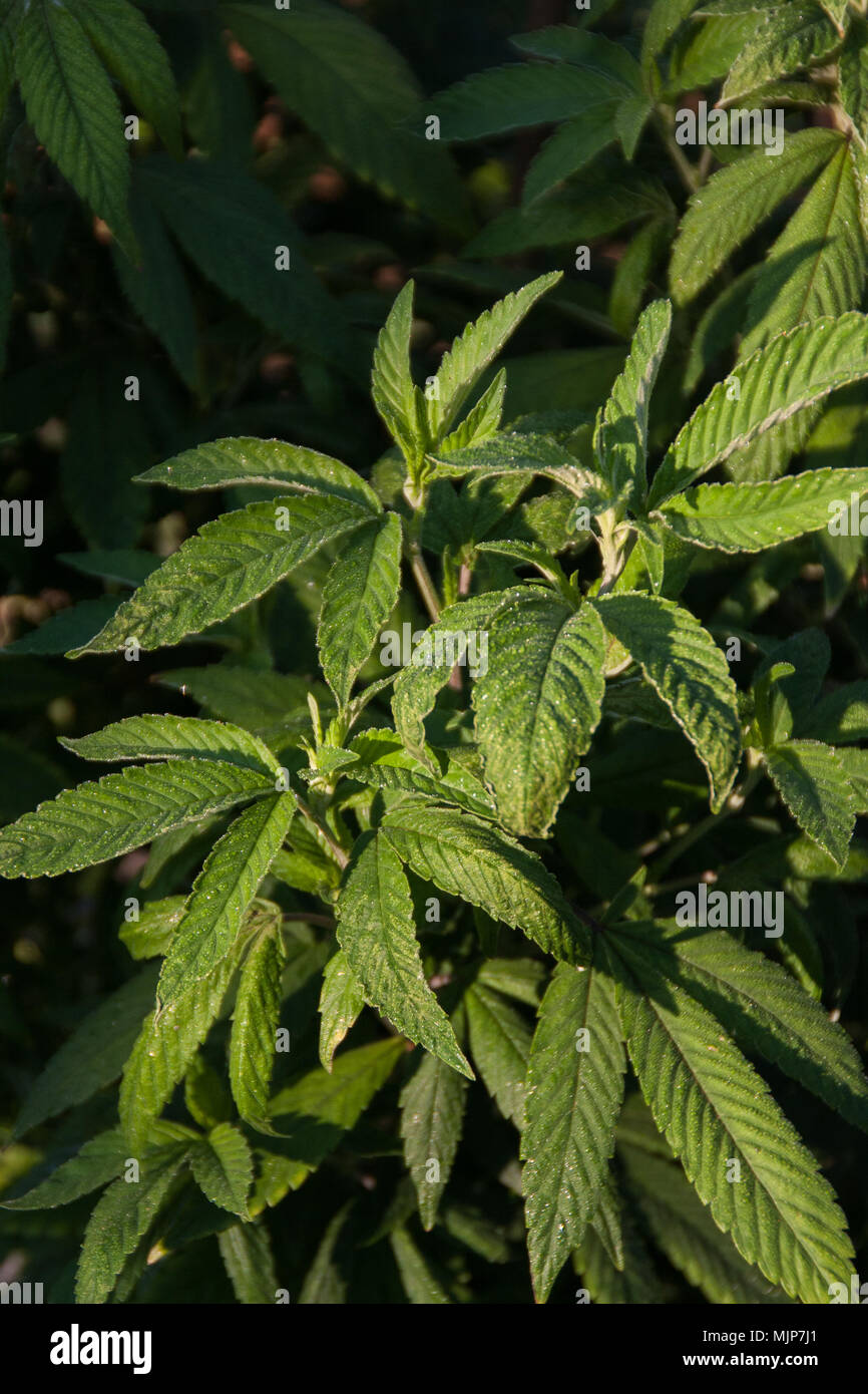 Cannabis Marijuana young female plants before setting buds, growing outdoors Stock Photo