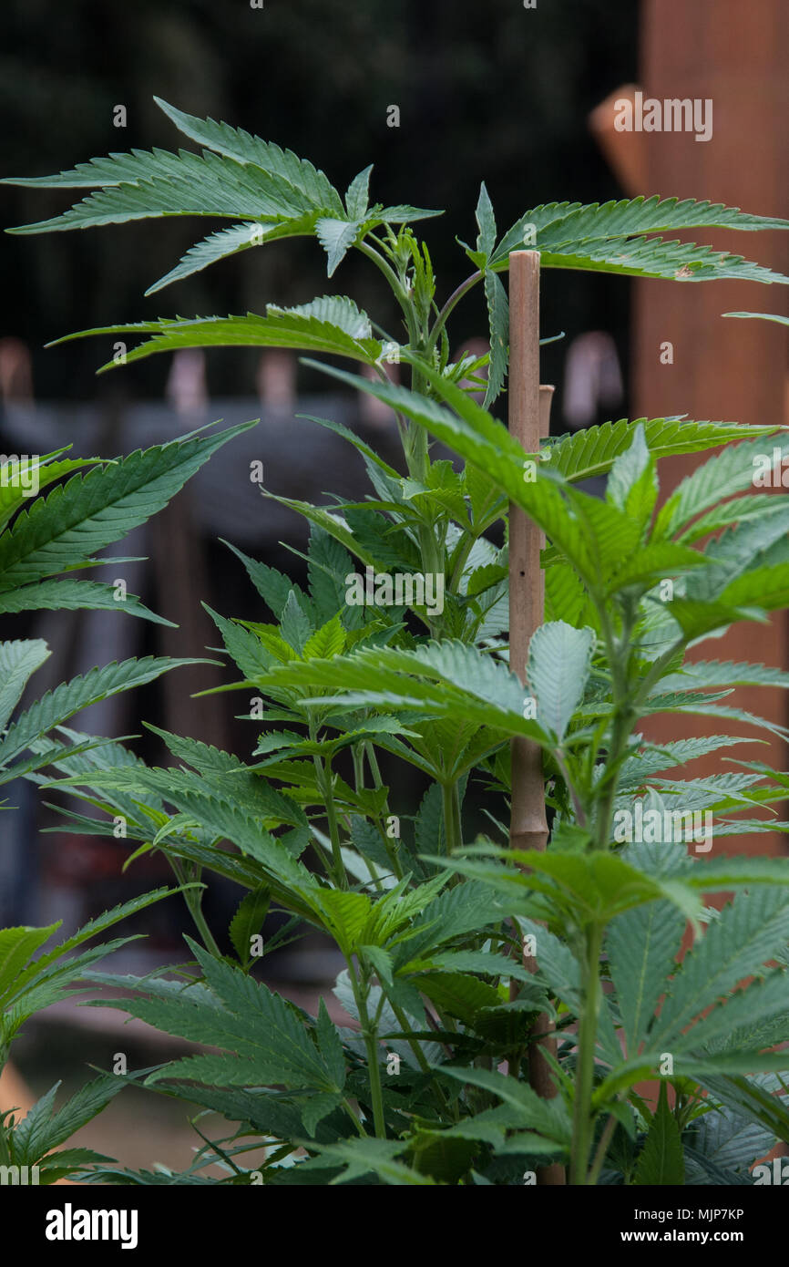 Cannabis Marijuana young female plants before setting buds, growing outdoors Stock Photo