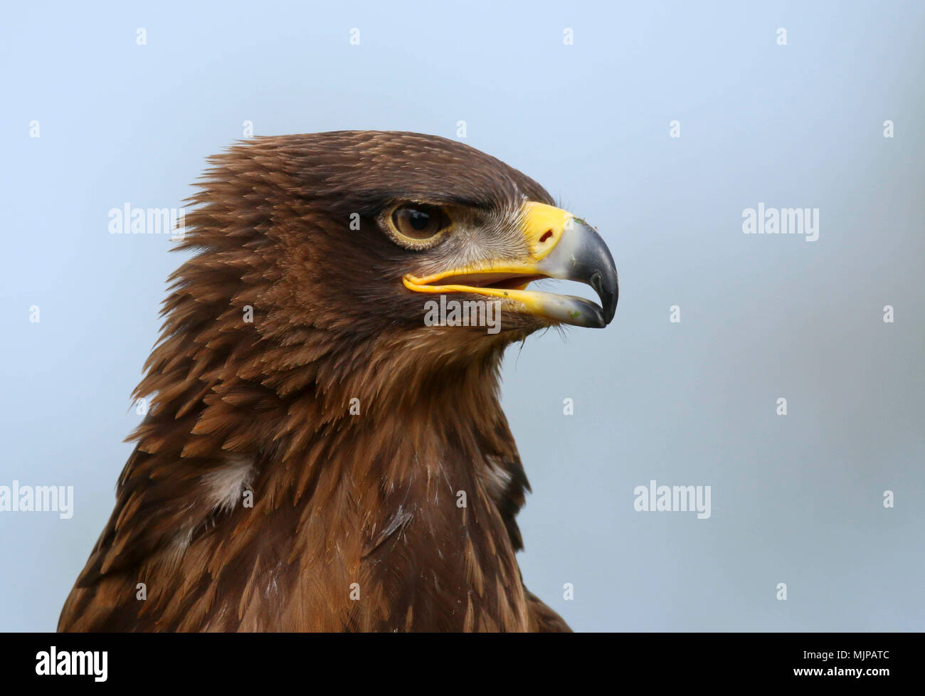 Portrait Of An African Tawny Eagle Aquila Rapax Stock Photo Alamy