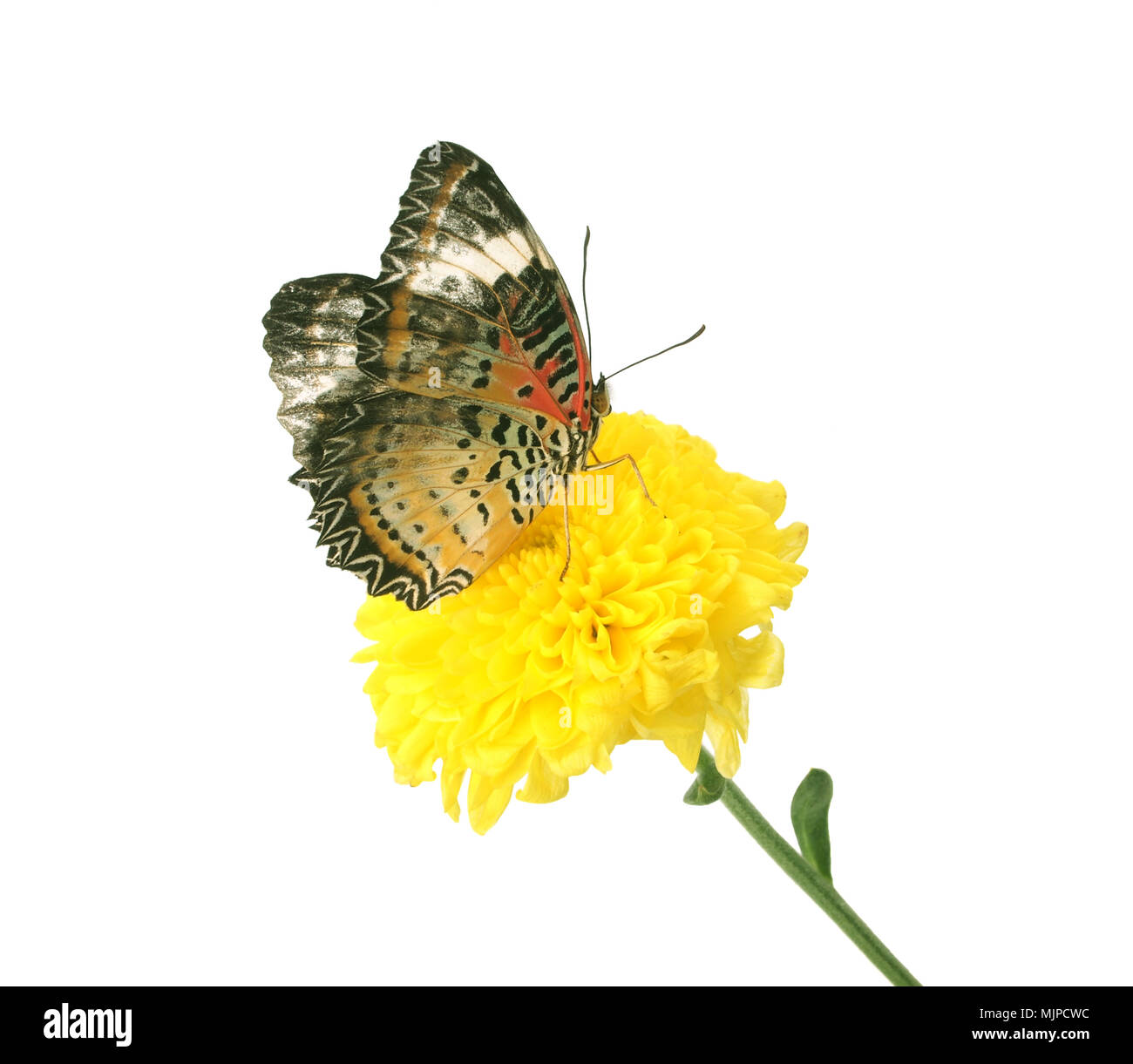 butterfly on flower isolated on white background Stock Photo - Alamy
