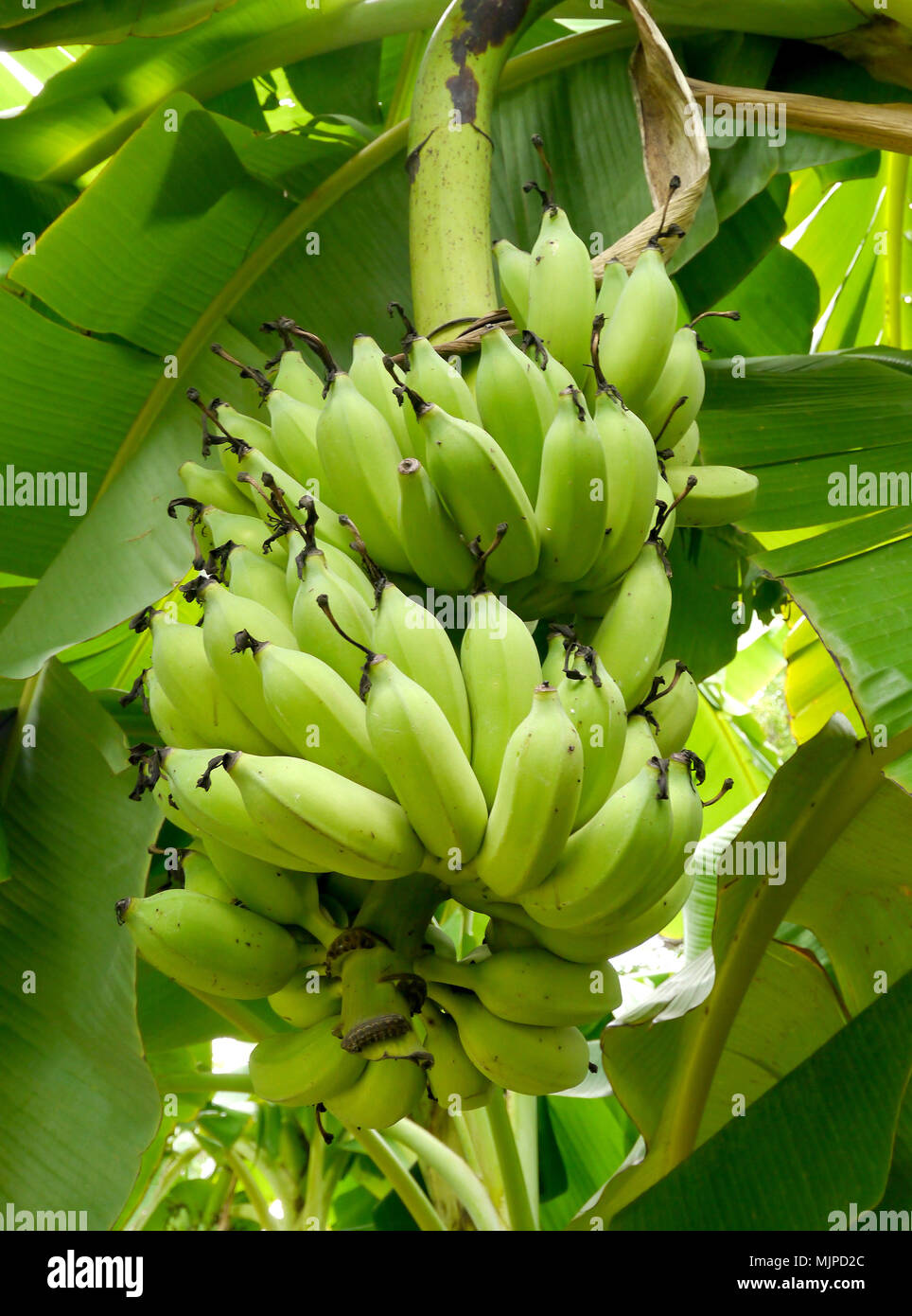 Green Bananas on a tree, Thailand. .nice Stock Photo Alamy