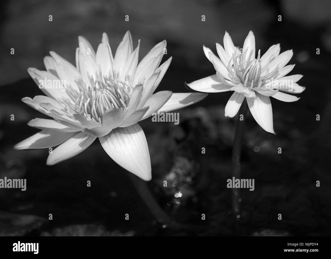 Black and white lotus Stock Photo Alamy