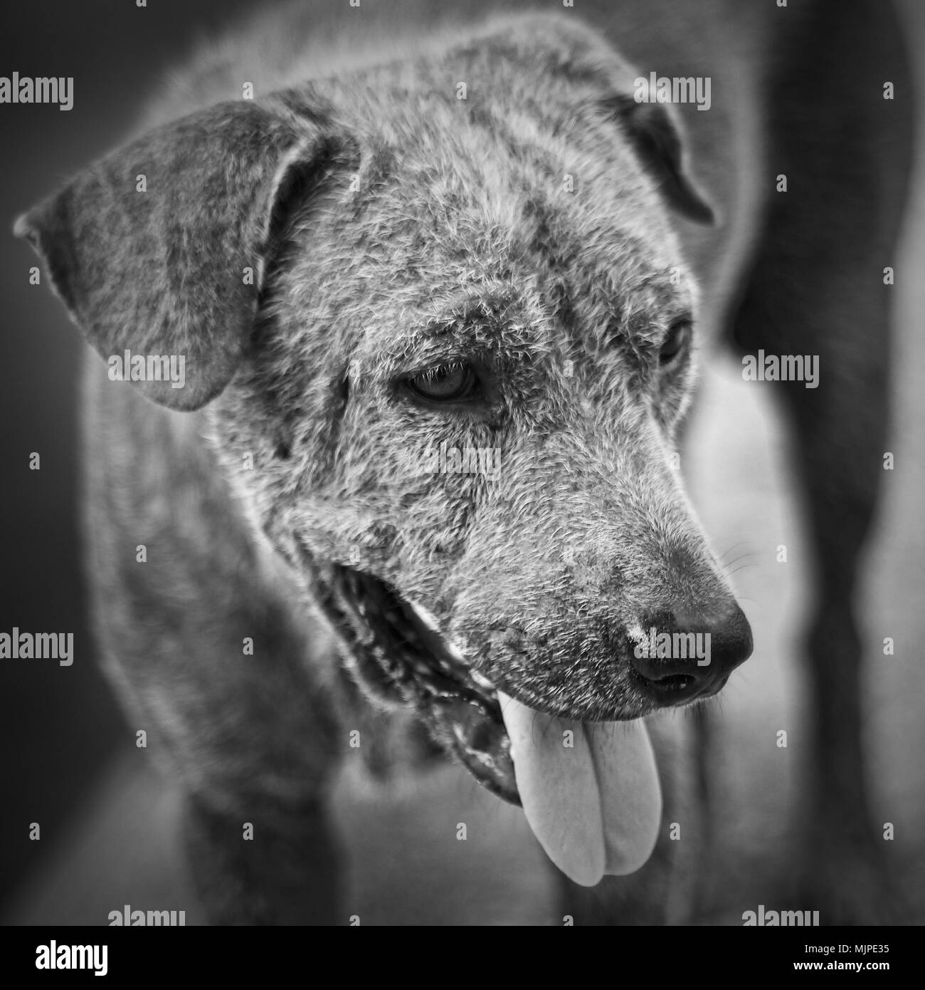 Sad dogs eyes Black and White Stock Photos & Images - Alamy