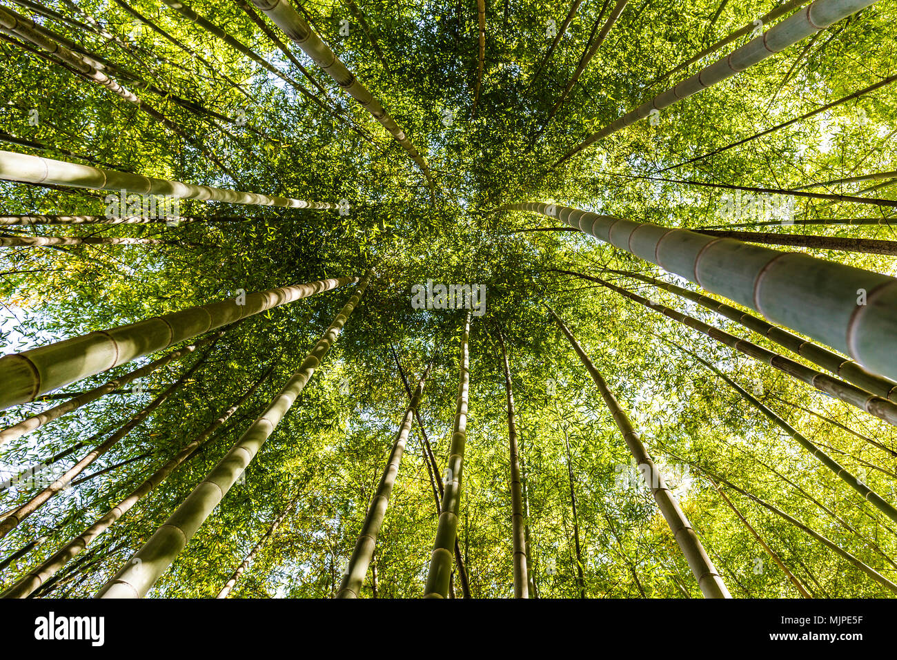 Walking in the bamboo forest Stock Photo