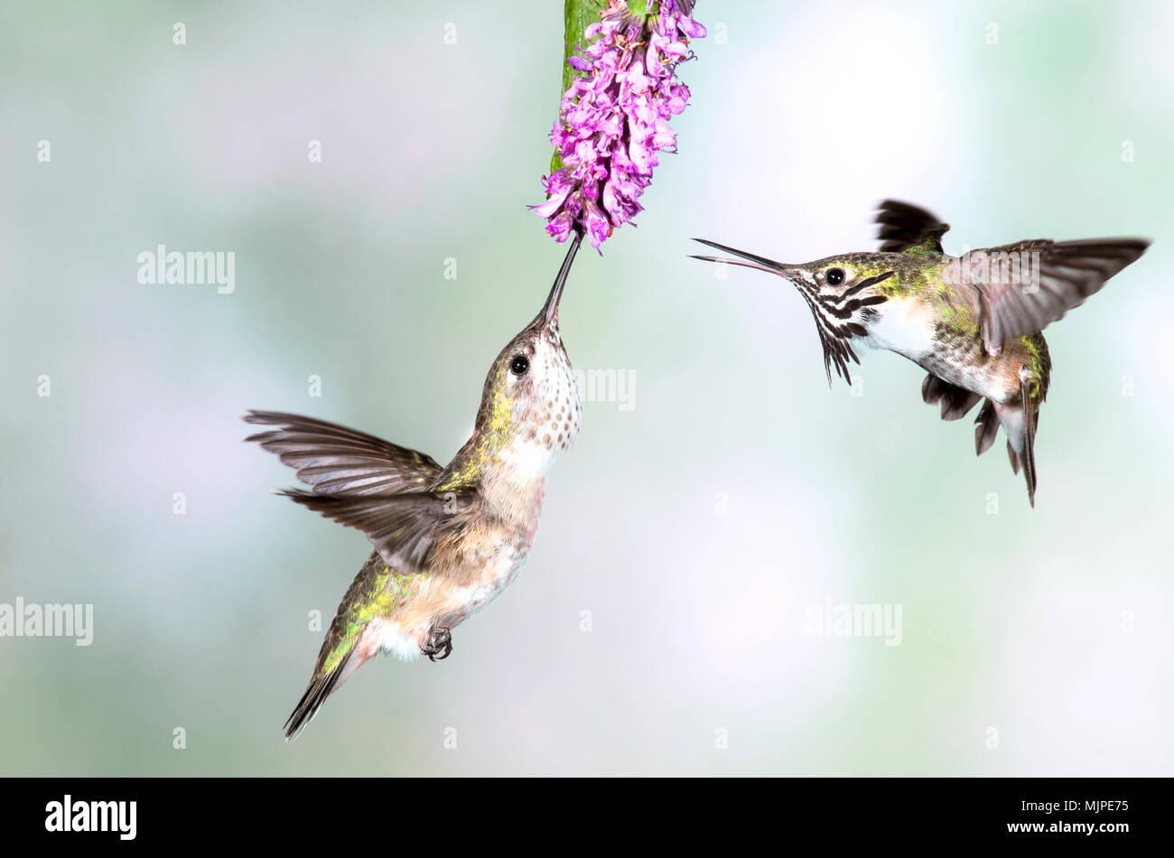 Hummingbirds, Calliope and Rufous, British Columbia ,Canada Stock Photo