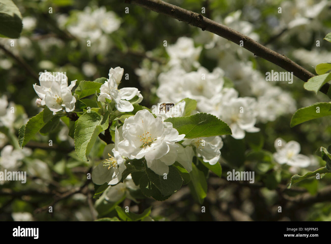 Honey bee flying over hi-res stock photography and images - Alamy