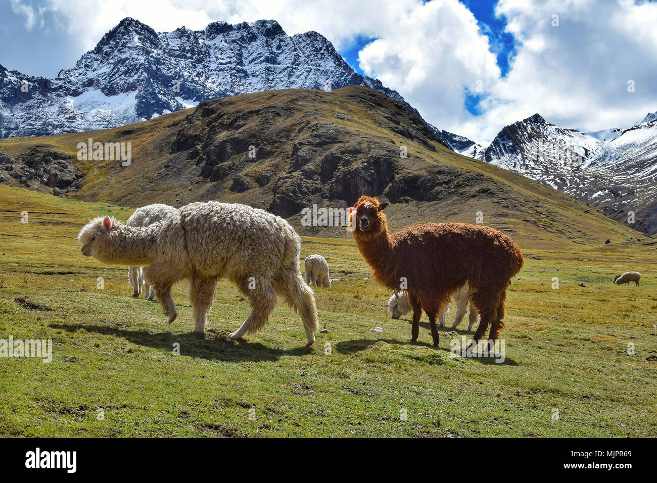 Alpacas near the Vinicunca mountains (Peru) Stock Photo