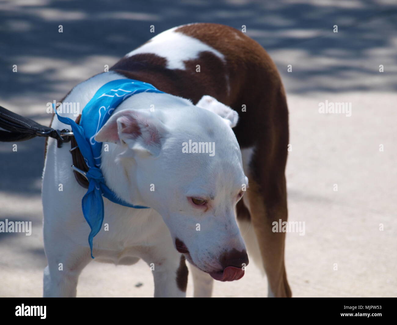 Dallas,USA,05 May 2018. The first annual Dog Dayz of Dallas had a highly successful turn out at Flag Pole Hill in the Lake Highlands District. There were vendors from across the metroplex including adoptions and even pets trained by inmates under a program of the Dallas County Sheriff. Feed, Vets and sundry items were available to purchase. The show was bills as a family and pet friendly festival.Credit:dallaspaparazzo/Alamy Live News Stock Photo