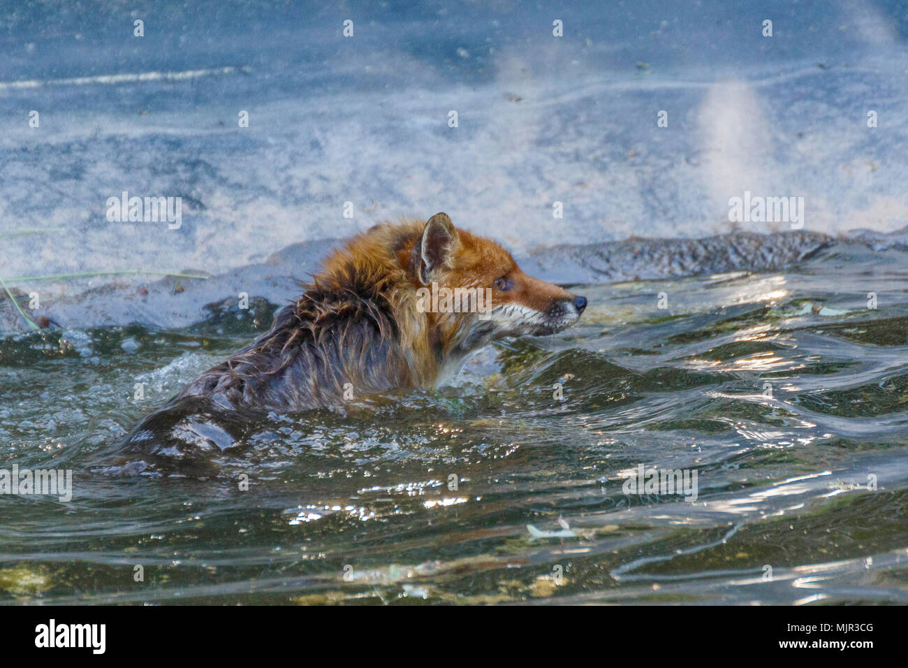Oelsnitz, Germany, 06 May 2018. A fox swimming at the edge of an irrigation pool. Since the pool is currently not completely full, the fox was unable to climb out over the smooth pond liner. The fox was rescued by two firefighters in a rubber dinghy. Photo: Jens Uhlig/Jens Uhlig/dpa Credit: dpa picture alliance/Alamy Live News Stock Photo