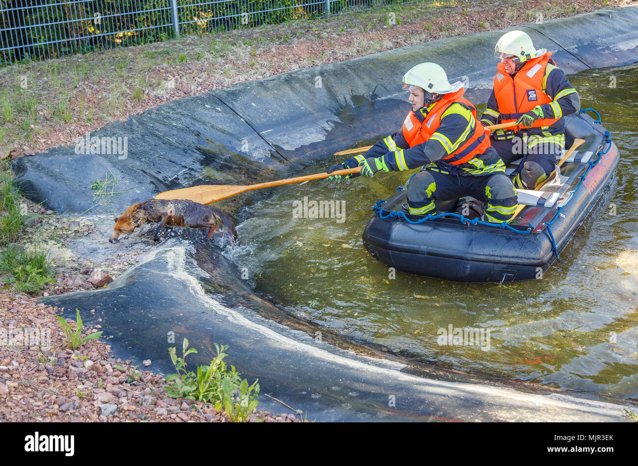 Oelsnitz, Germany, 06 May 2018. Two firefighters in a rubber dinghy lift a fox from an irrigation pool using a paddle. The wet fox then swiftly ran off. Since the pool is currently not completely full, the fox was unable to climb out over the smooth pond liner. Photo: Jens Uhlig/Jens Uhlig/dpa Credit: dpa picture alliance/Alamy Live News Stock Photo