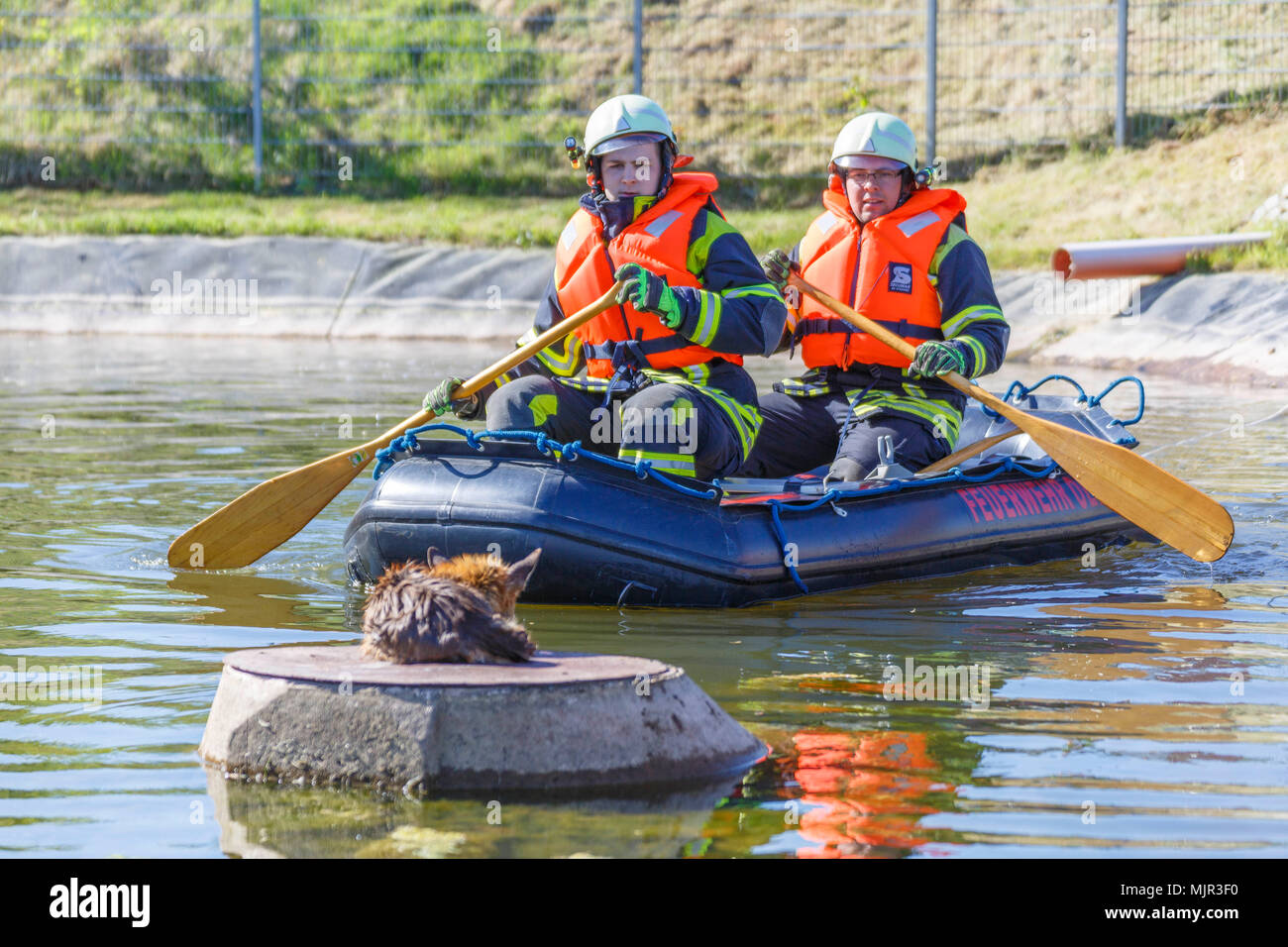 Oelsnitz, Germany, 06 May 2018. Two firefighters approach a fox lying on a manhole cover in an irrigation pool. Since the pool is currently not completely full, the fox was unable to climb out over the smooth pond liner. Photo: Jens Uhlig/Jens Uhlig/dpa Credit: dpa picture alliance/Alamy Live News Stock Photo