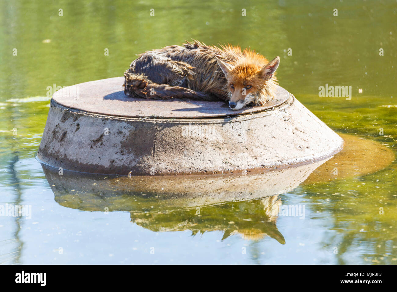 Oelsnitz, Germany, 06 May 2018. A fox lying on a manhole cover in an irrigation pool. Since the pool is currently not completely full, the fox was unable to climb out over the smooth pond liner. The fox was rescued by two firefighters in a rubber dinghy. Photo: Jens Uhlig/Jens Uhlig/dpa Credit: dpa picture alliance/Alamy Live News Stock Photo
