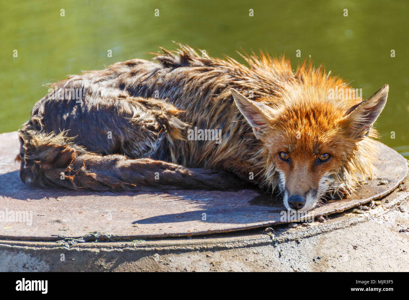 Oelsnitz, Germany, 06 May 2018. A fox lying on a manhole cover in an irrigation pool. Since the pool is currently not completely full, the fox was unable to climb out over the smooth pond liner. The fox was rescued by two firefighters in a rubber dinghy. Photo: Jens Uhlig/Jens Uhlig/dpa Credit: dpa picture alliance/Alamy Live News Stock Photo