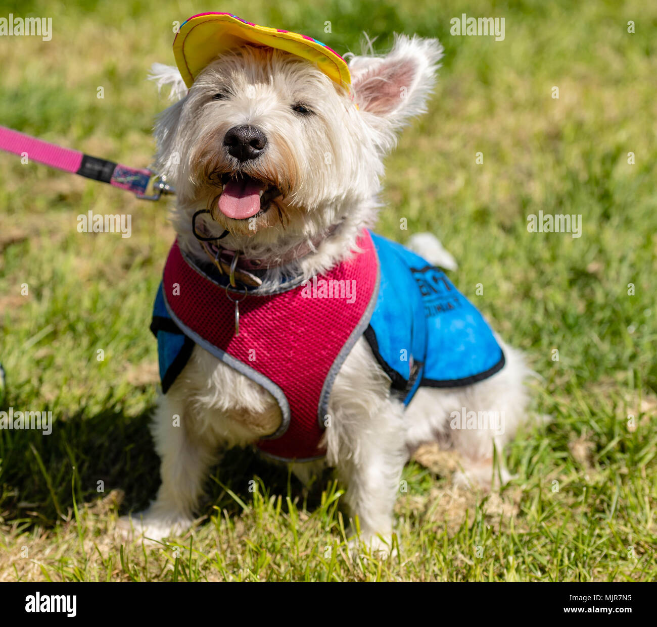 Brentwood, essex, 6th May 2018 All About Dogs Show, Brentwood, dressing up was the order of the day  at the show, Credit Ian Davidson/Alamy Live News Stock Photo