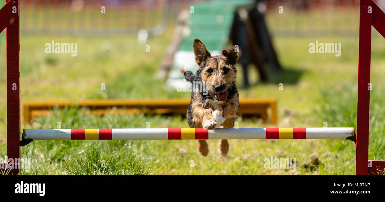 Training dog jump hires stock photography and images Alamy