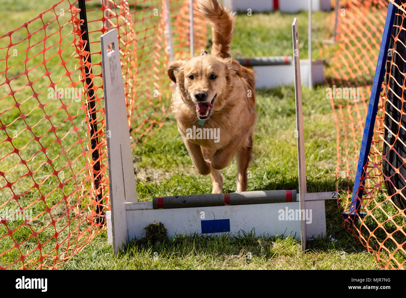 Brentwood, Essex, 6th May 2018, All about dogs show, Brentwood, Essex,, dog on agility course, Credit Ian Davidson/Alamy Live News Stock Photo