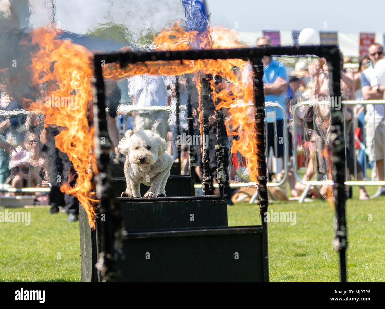 Brentwood, Essex 6th May 2018 A dog jumps through burning hoops at the All about Dogs show, Brentwood, Essex, Credit Ian Davidson/Alamy Live News Stock Photo