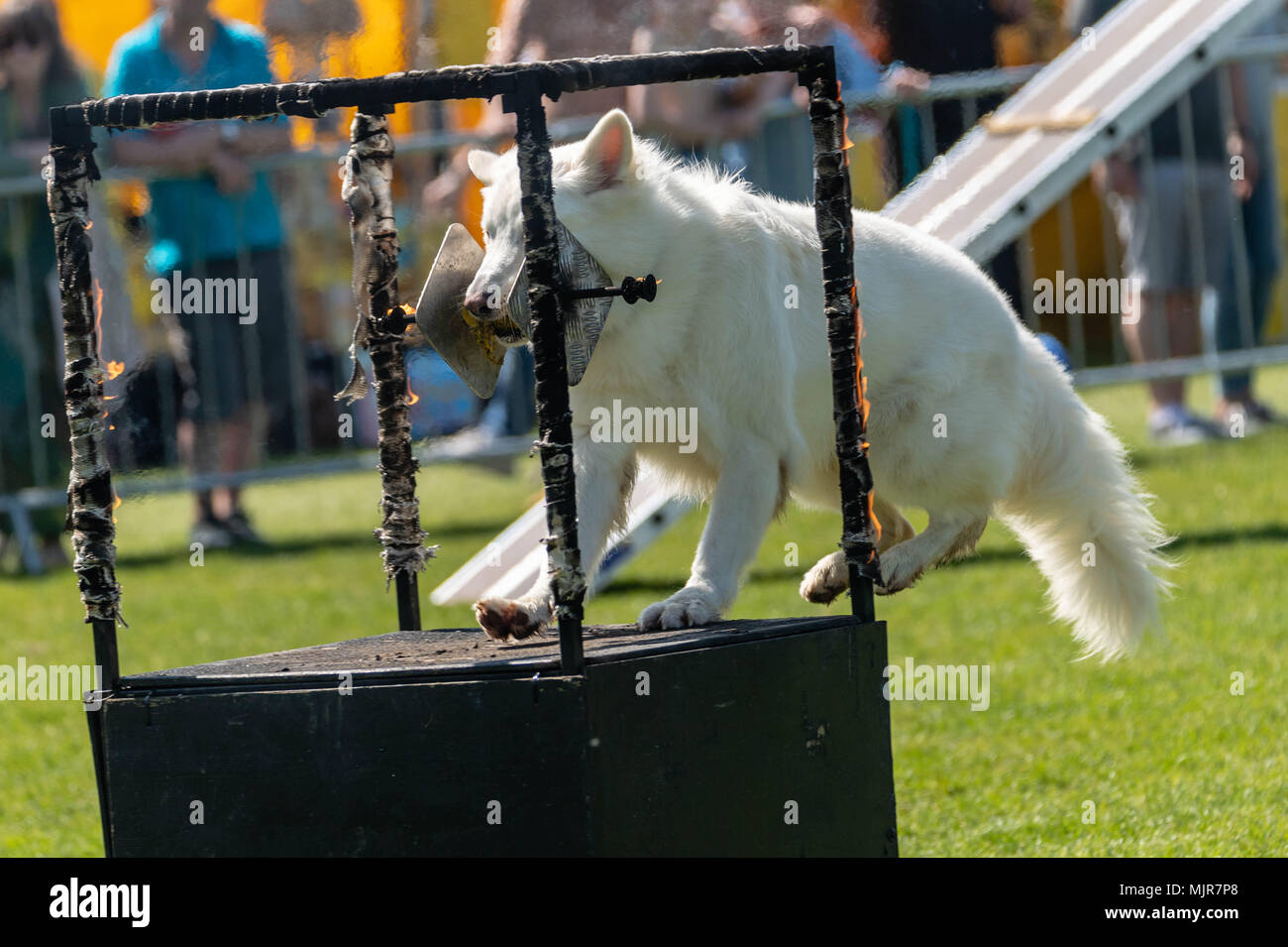 Brentwood, Essex 6th May 2018 A dog jumps through beringurning hoops at the All about Dogs show, Brentwood, Essex, Credit Ian Davidson/Alamy Live News Stock Photo