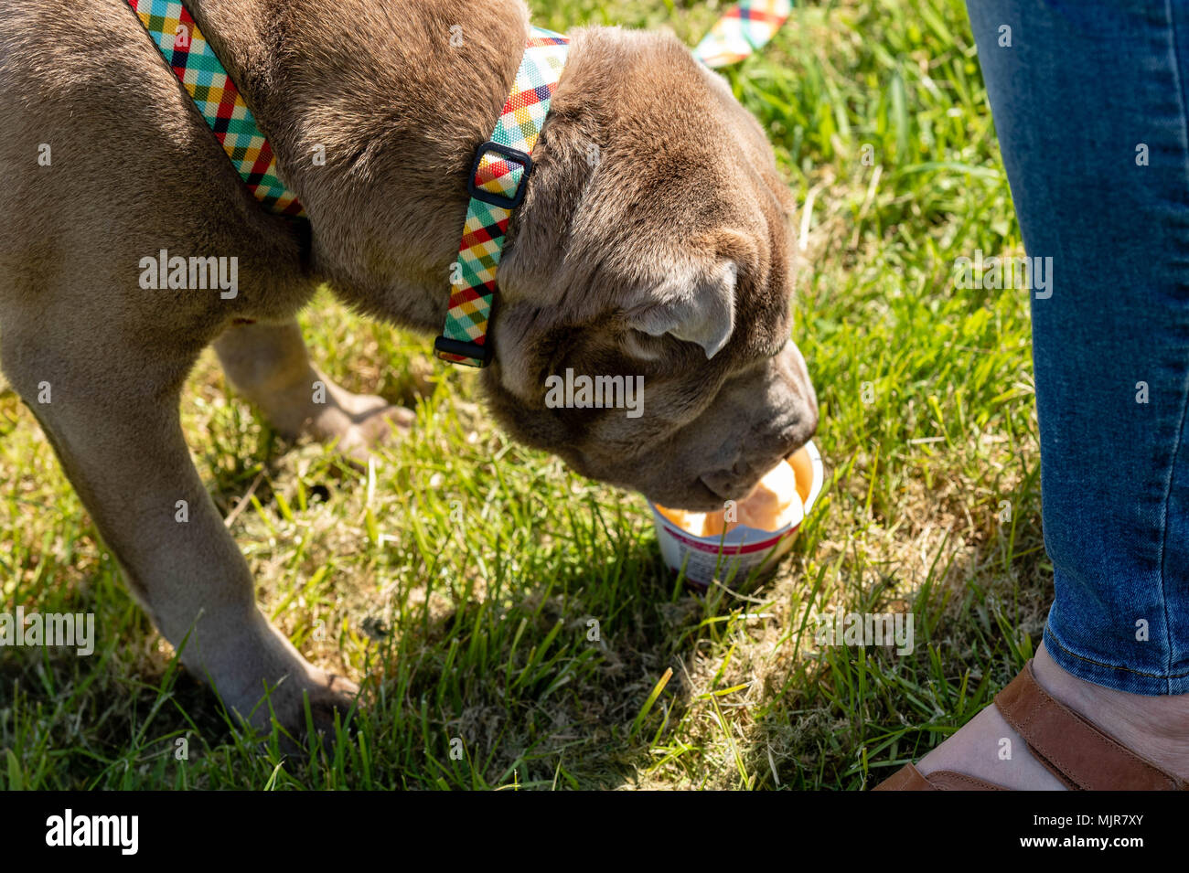 What Does Heat Mean For A Dog