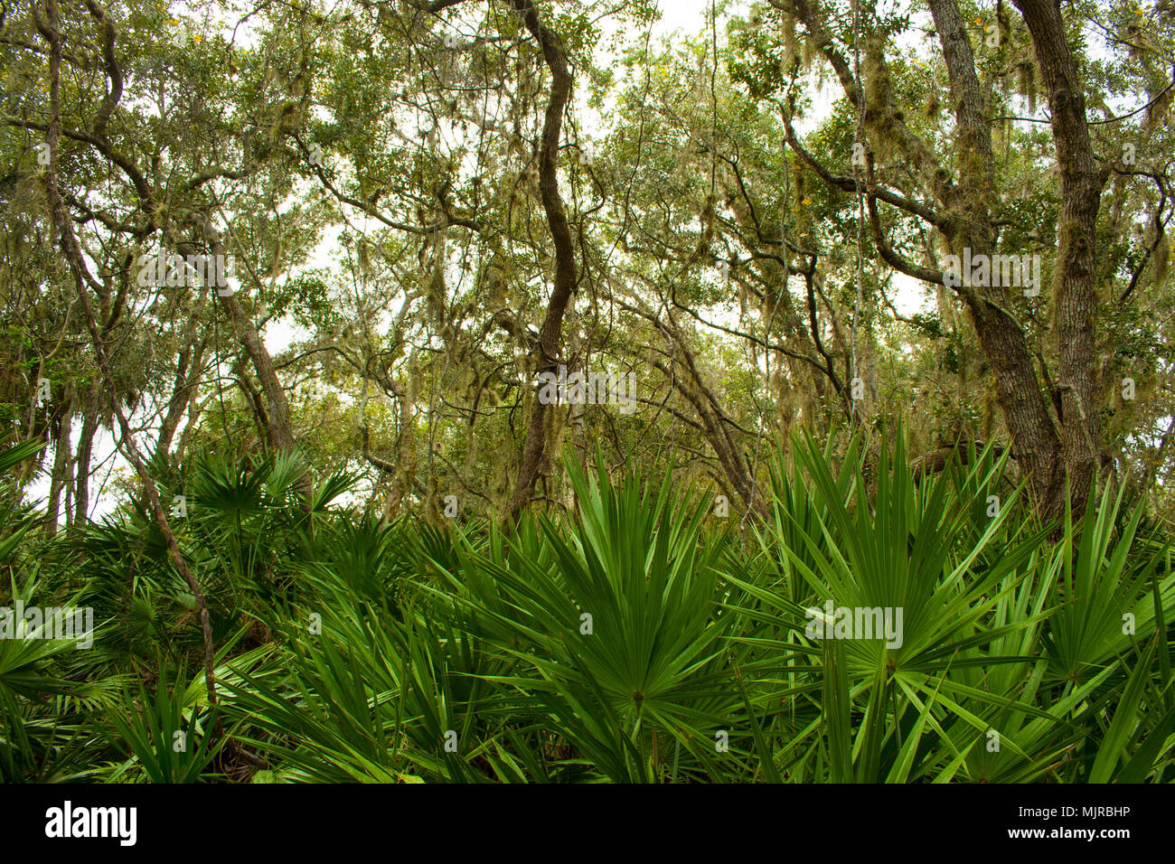 Merritt Island National Wildlife Refuge Vegitation Stock Photo