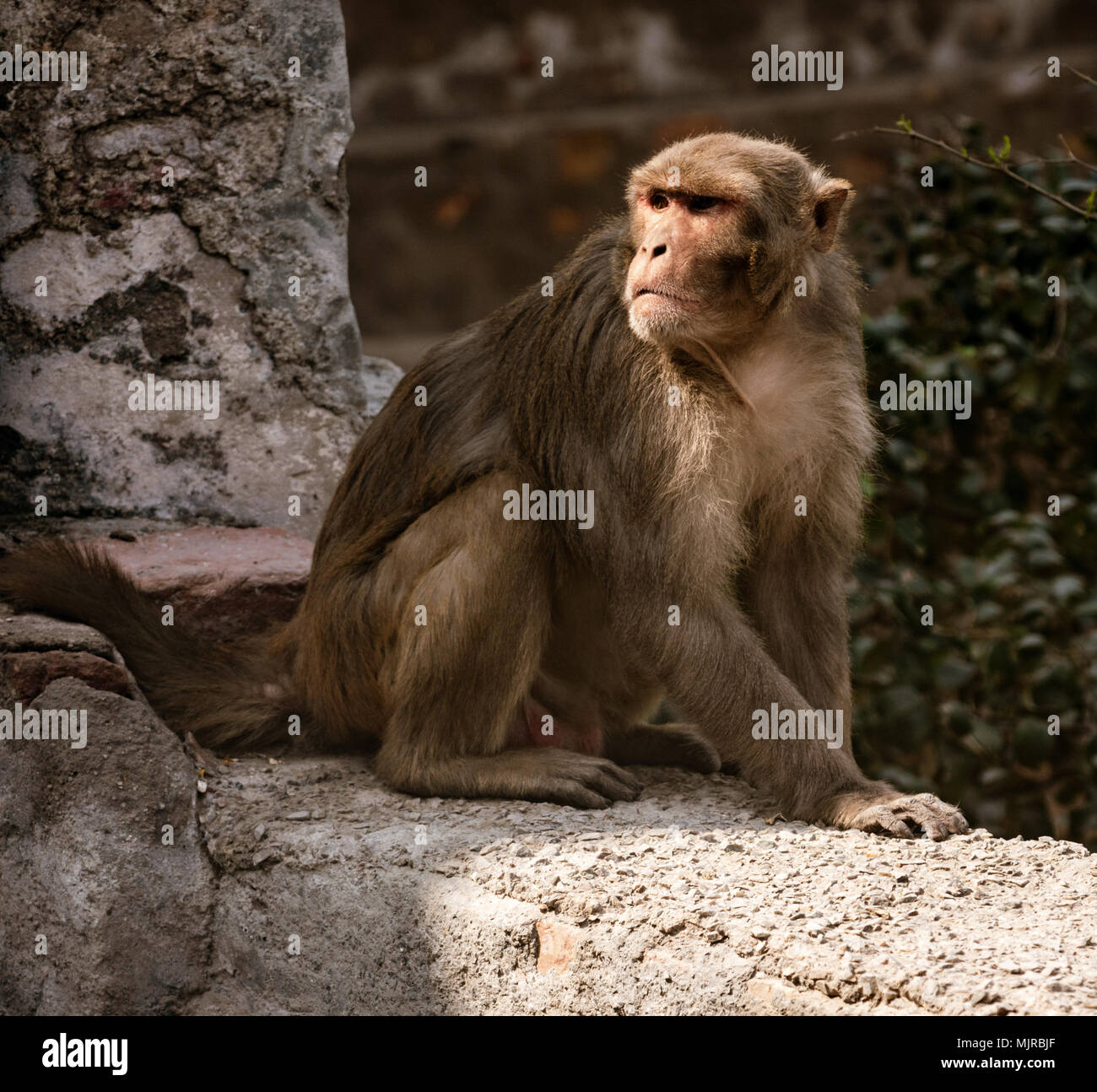 Urban Monkey: Urban Monkey - Summer Collection 2018