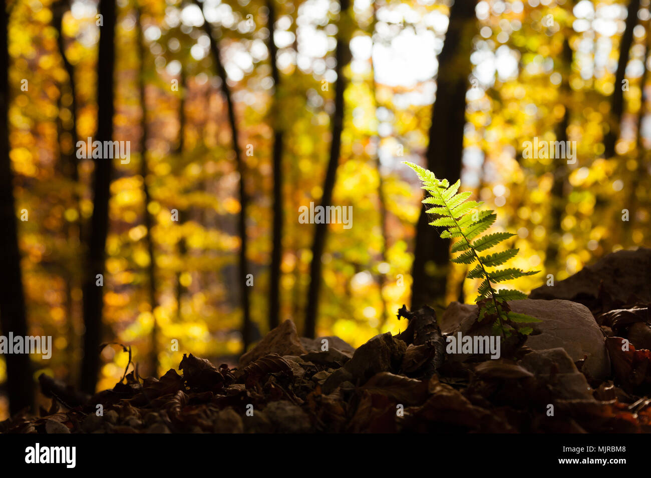 Grass with fern background hi-res stock photography and images - Alamy