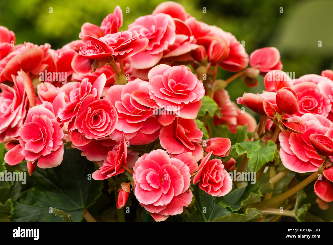 Begonia plant in full bloom Stock Photo