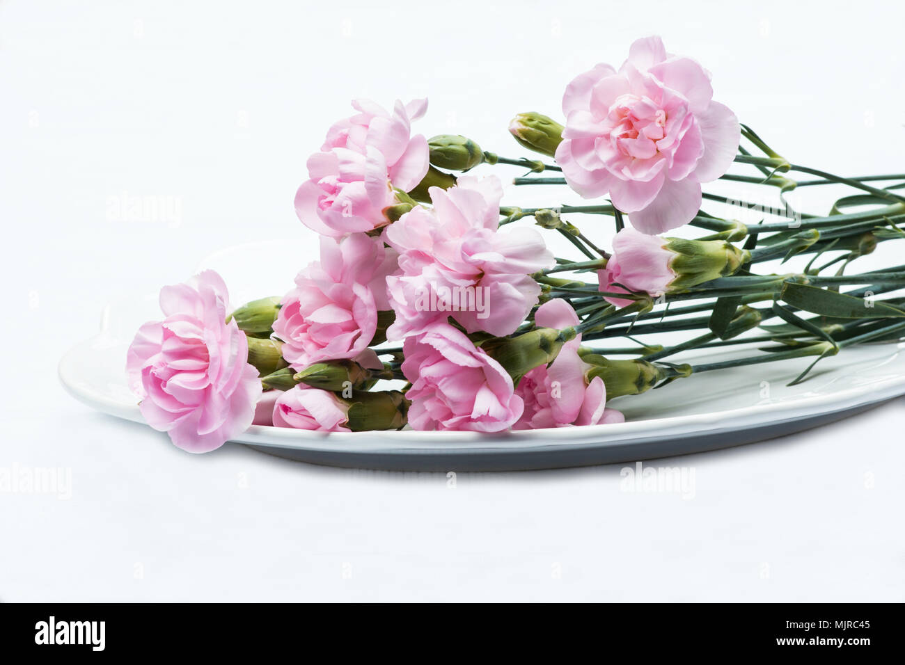 Pink carnation flowers on white background Stock Photo - Alamy