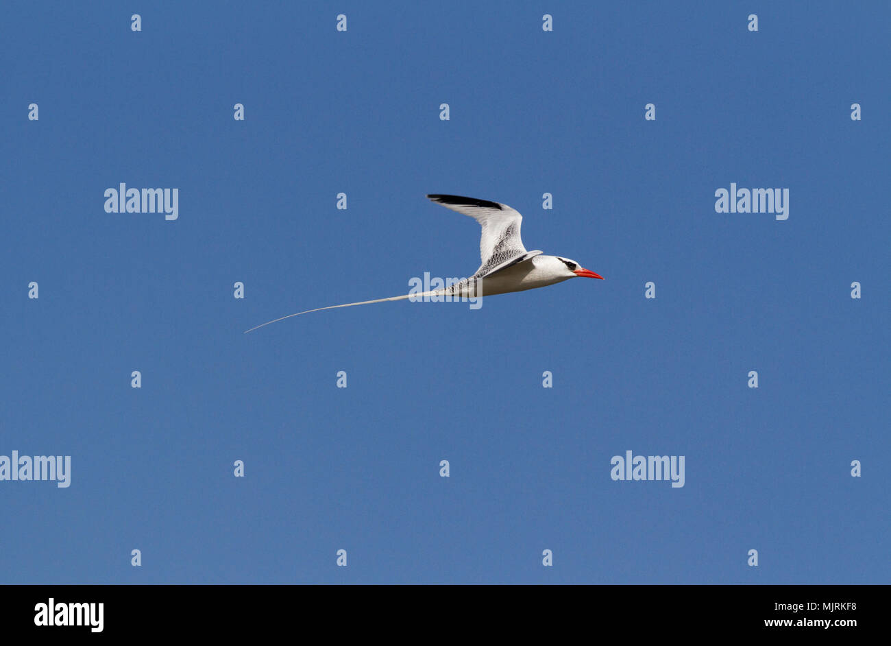 A Red-billed Tropic Bird, Phaethon aethereus, in flight isolated against blue sky, Genovesa Island, Galapagos Islands Stock Photo