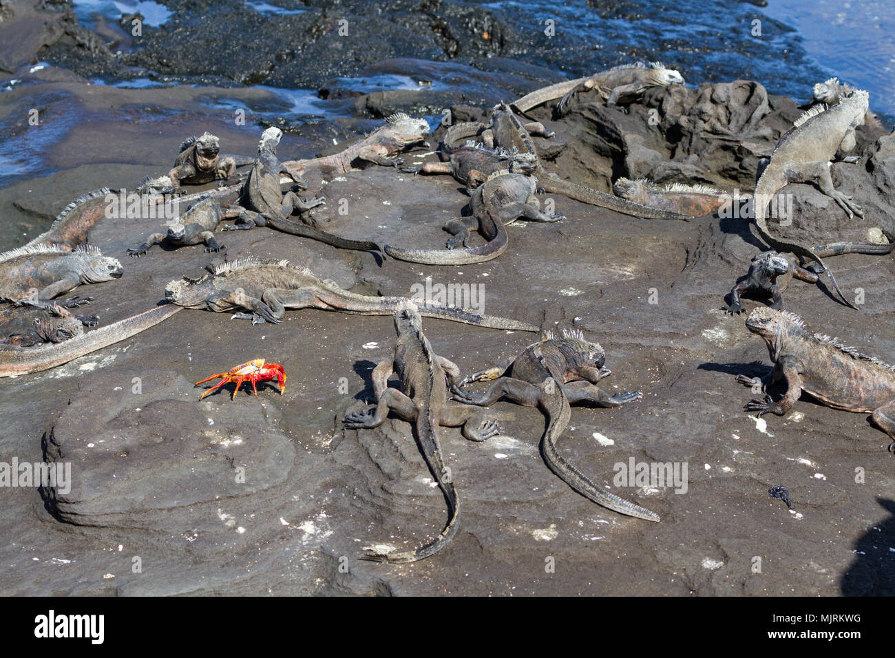 Galapagos Marine Iguanas (Amblyrhynchus cristatus) with a Sally Lightfoot Crab (Grapsus grapsus) on lava rock, Santiago Island, Galapagos Islands, Ecu Stock Photo