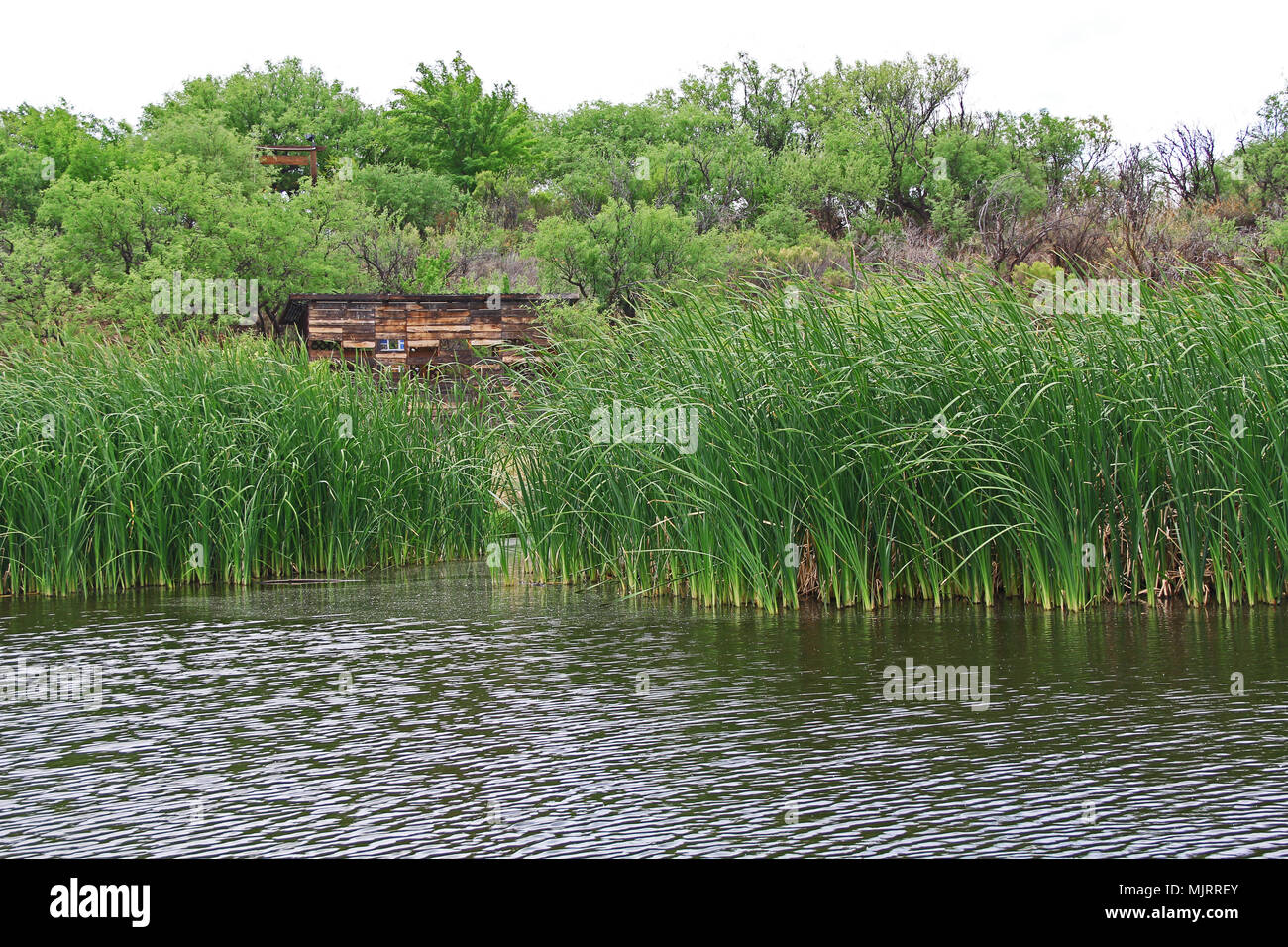 Duck Blind in Las Lagunas de Anza Wetlands Stock Photo