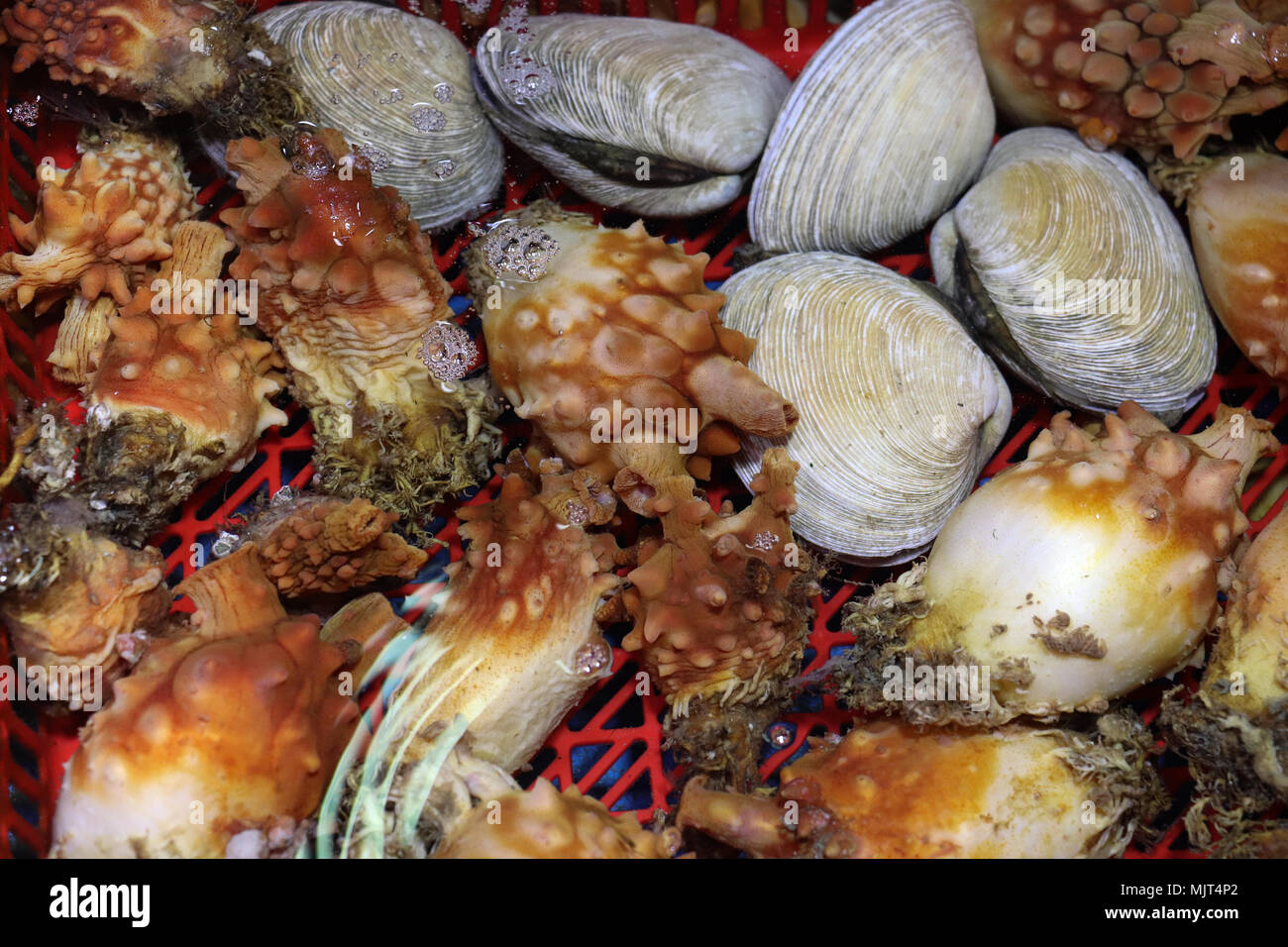 Seafood on sale at the Traditional Market on Ganghwa Island, South Korea, includes clams and sea squirts, which are called mong-gae or meongge. Stock Photo