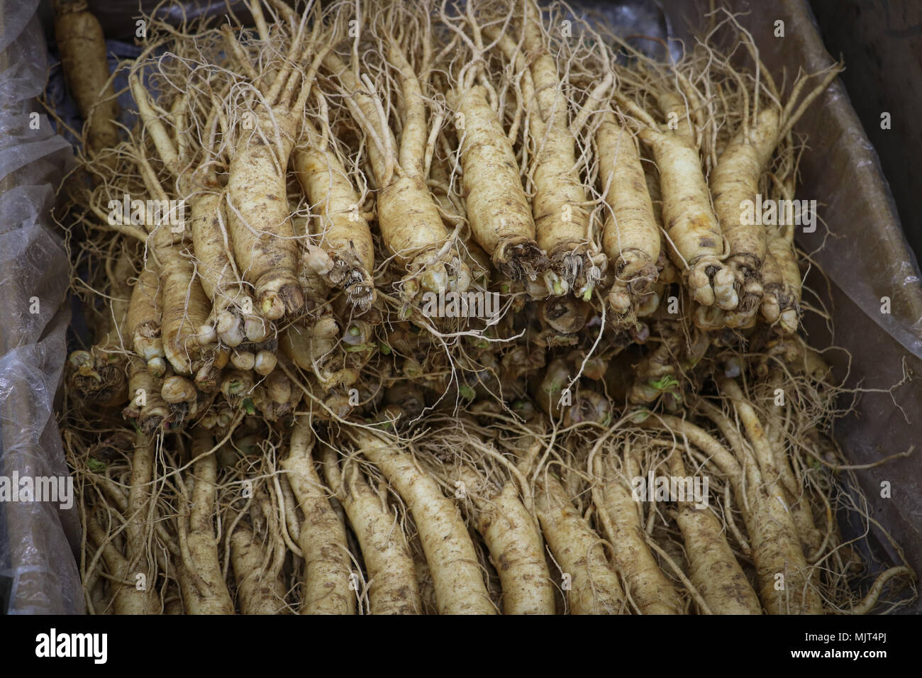 Stacks of fresh ginseng root for sale at the Traditional Market on Ganghwa Island, where many varieties and ages of this root are sold. Stock Photo