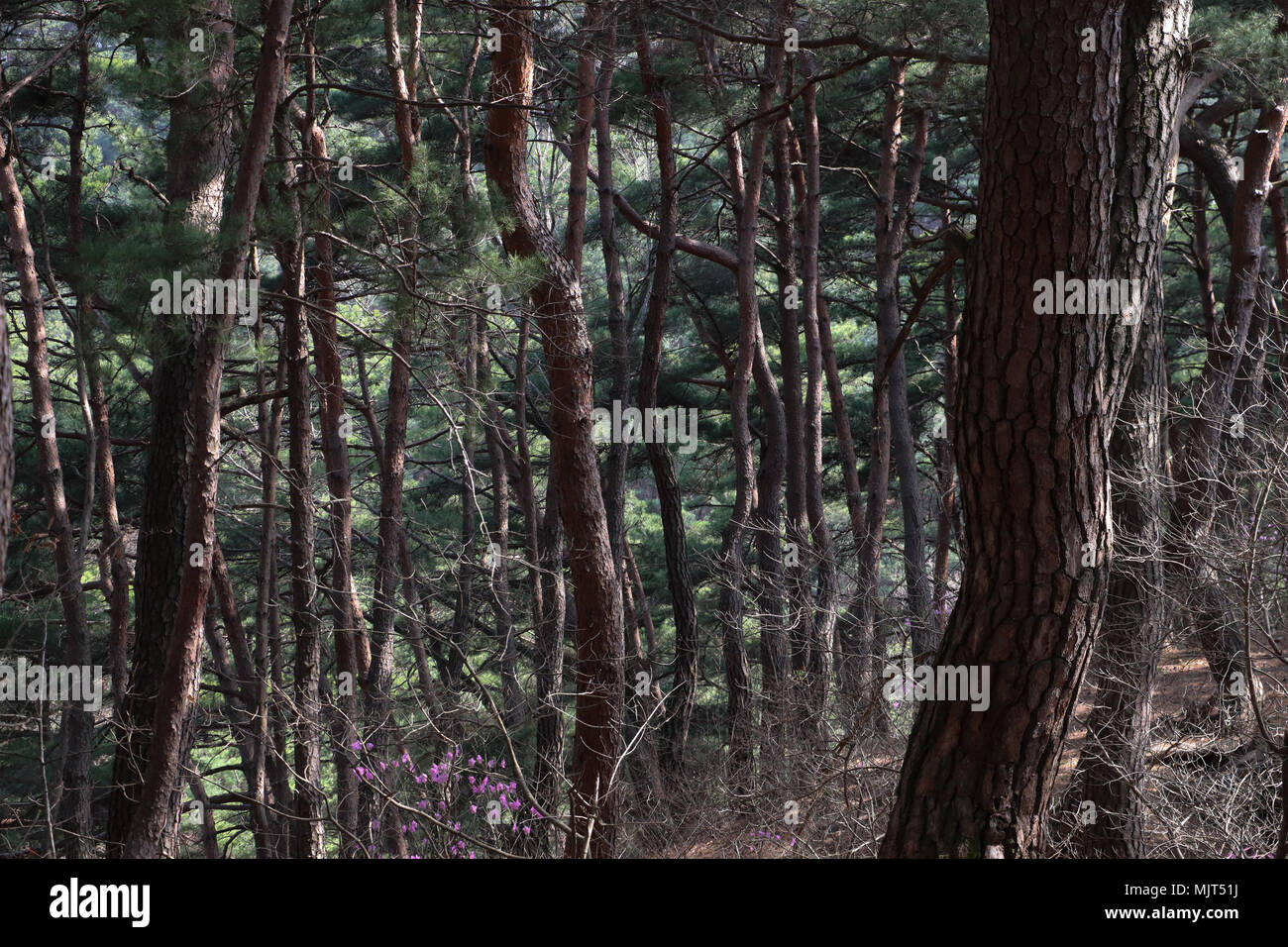 Looking through the red pine forest on the grounds of the Donghwasa Temple in South Korea, the sinuous trunks fill the serene dabbled sunlit view. Stock Photo