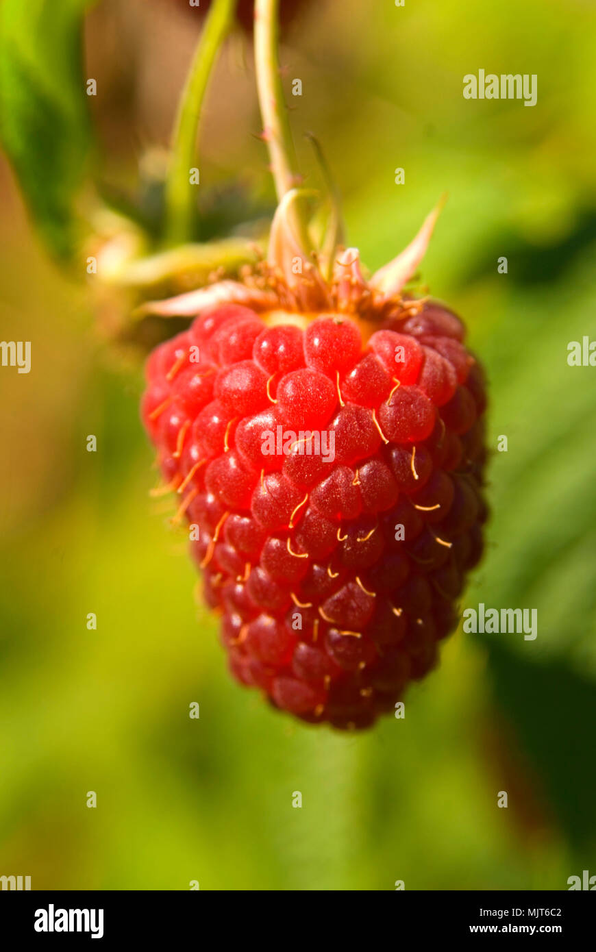 U Pick Raspberry Greens Bridge Gardens Linn County Oregon Stock