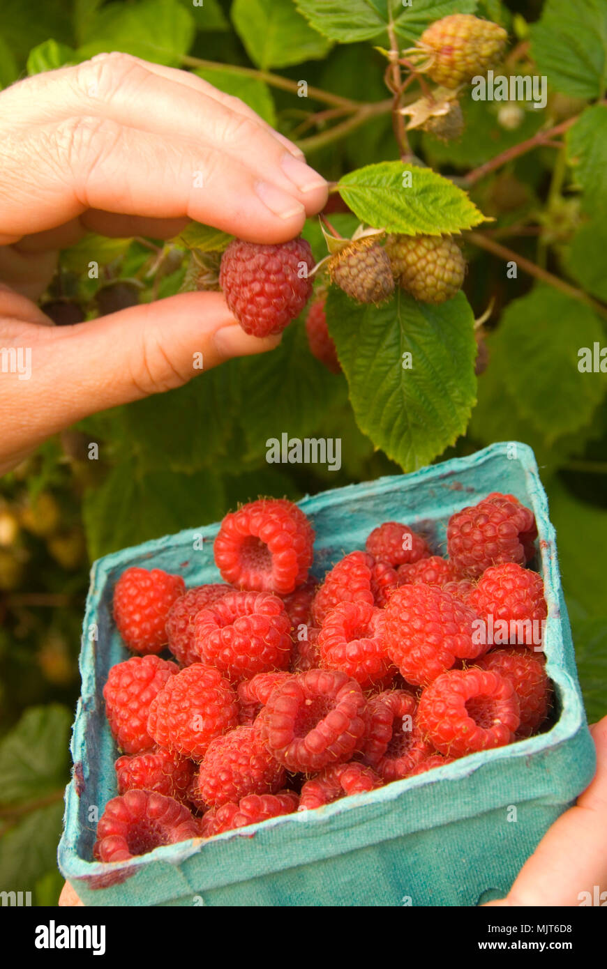 U Pick Raspberries Greens Bridge Gardens Linn County Oregon