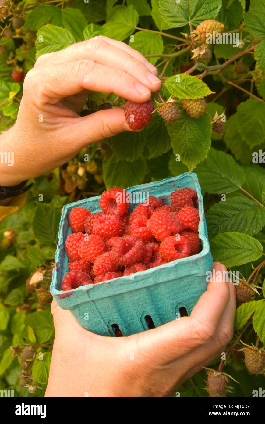 U Pick Raspberries Greens Bridge Gardens Linn County Oregon