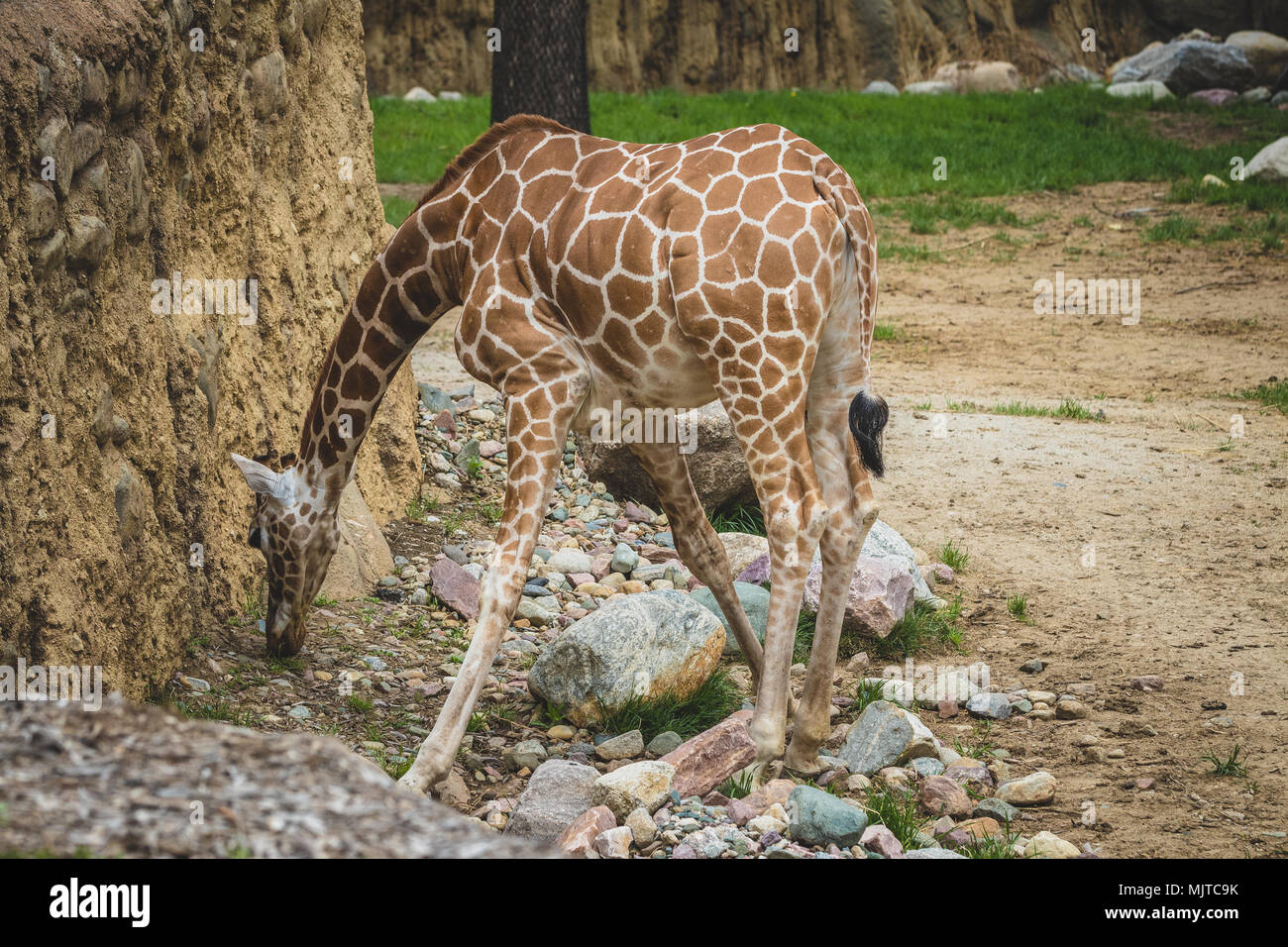 Omaha's Henry Doorly Zoo and Aquarium Stock Photo Alamy