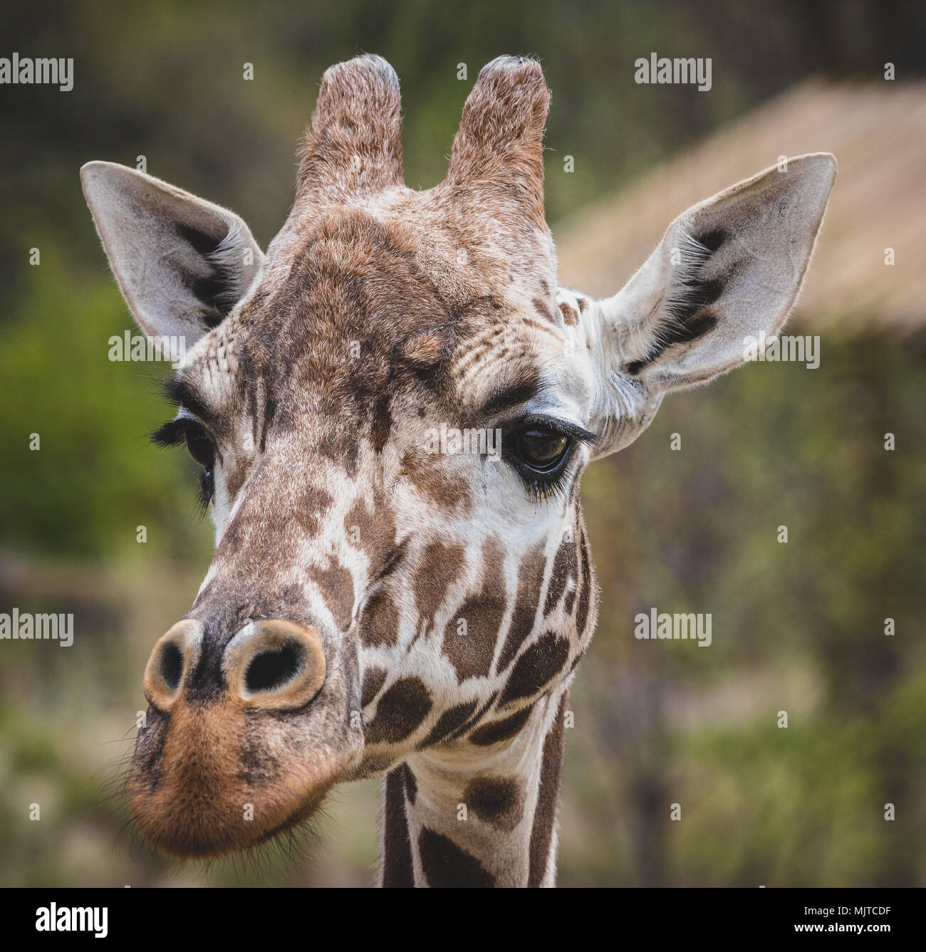 Omaha's Henry Doorly Zoo and Aquarium Stock Photo Alamy