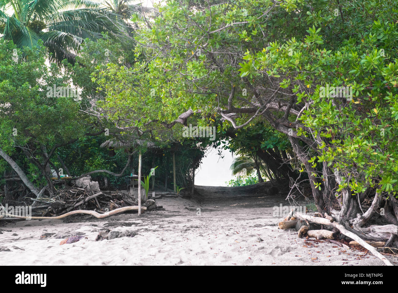 Alluring tunnel of Tree Branches on a Costa Rican beach Stock Photo - Alamy