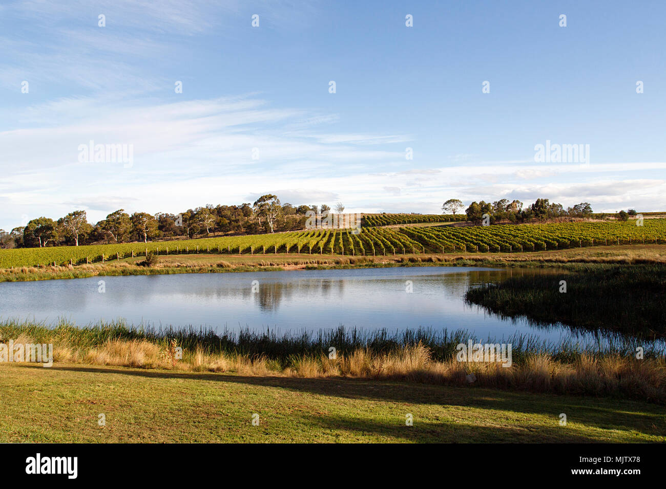 Vineyard on the East Coast Wine Trail on the Tasman Highway in Tasmania
