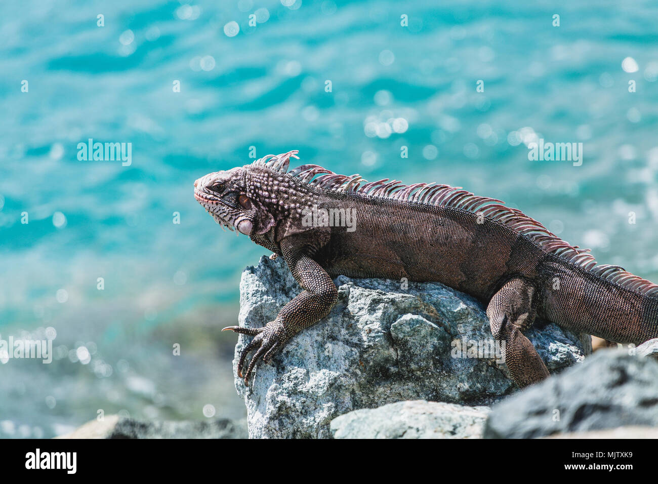 An iguana sunning on the rocks by the sea Stock Photo