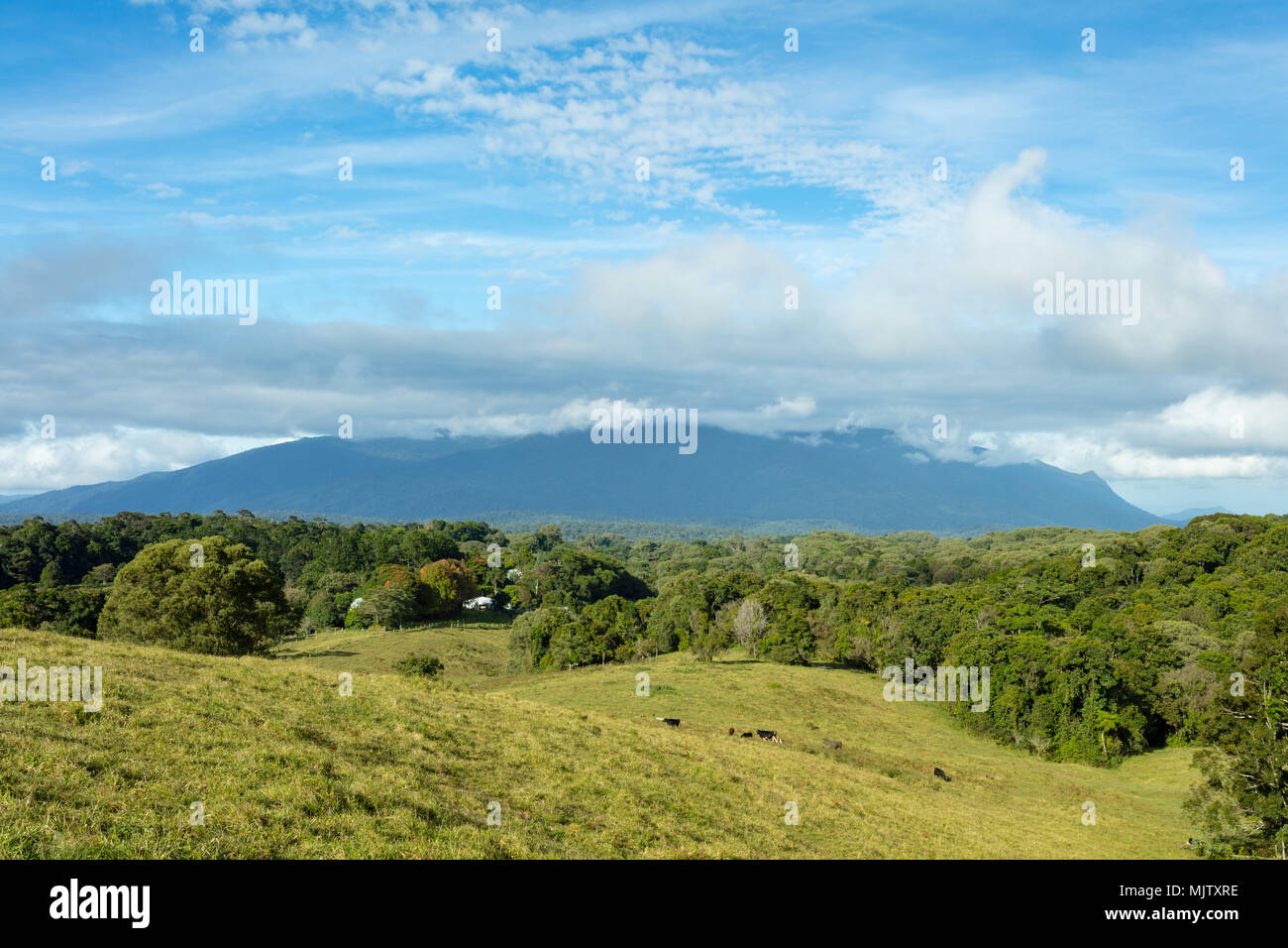 Atherton Tablelands, Queensland, Australia. View over the dairy farms to Mount Bartle Frere from Laming Hill Lookout on the Old Cairns Track at Glen A Stock Photo