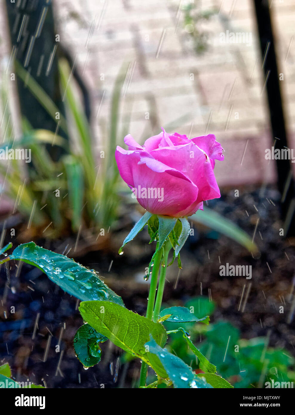 water and roses Stock Photo Alamy