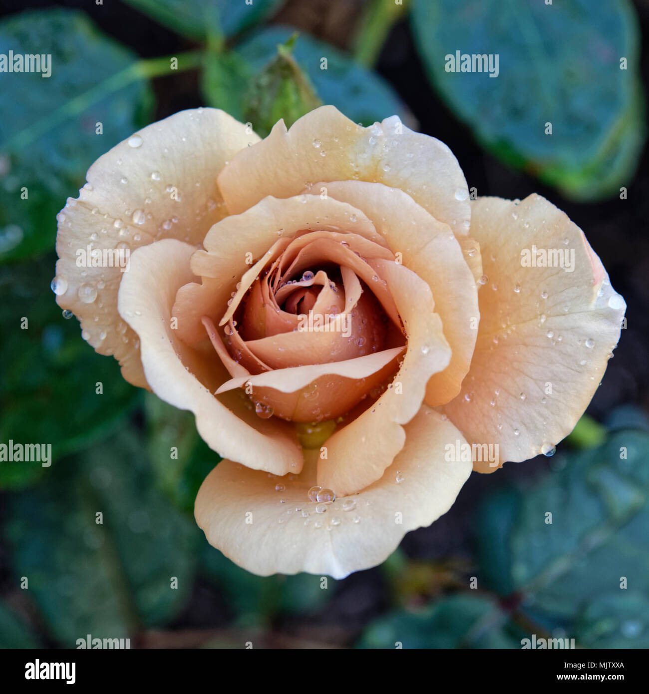 water and roses Stock Photo Alamy